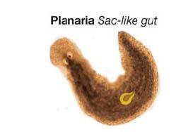 The Gut The gut is the digestive tract. It enables an animal to digest food outside of its cells.