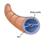 The cross-section of an earthworm reveals its body cavity.