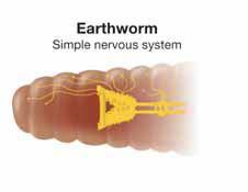 The nervous system is a group of organs and nerves that gather, interpret, and respond to information. The nervous system of an earthworm consists of a primitive brain and ganglia.
