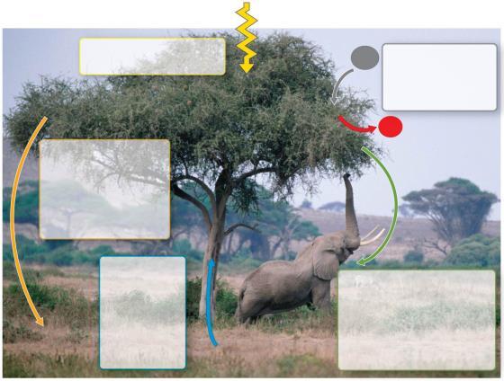 Figure 1.10 Interactions of an African acacia tree with other organisms and the physical environment Sunlight Leaves absorb light energy from the sun.