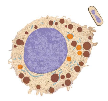 Two Major Types of Cells A eukaryotic cell has membrane-enclosed organelles, the largest of which is usually the nucleus By comparison, a prokaryotic cell is simpler and usually smaller, and does not