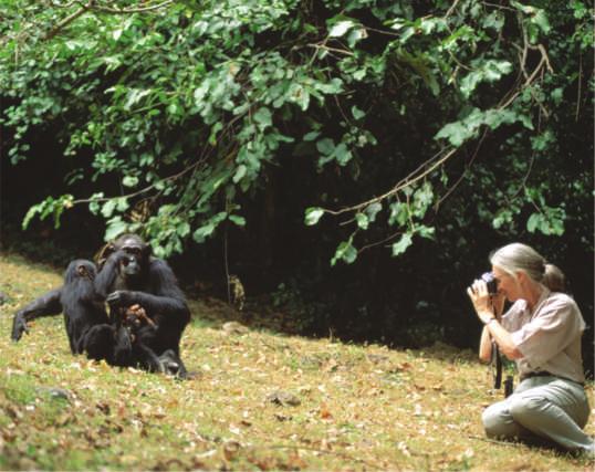 Figure 1.18 Jane Goodall collecting qualitative data on chimpanzee behavior. Goodall recorded her observations in field notebooks, often with sketches of the animals behavior. (Figure 1.18).