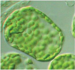 9 Organelles Chloroplasts are examples of organelles, the various functional components present in cells.