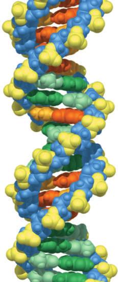 For instance, a given bacterial gene may specify a particular protein (an enzyme) required to assemble the cell membrane, while a certain human gene may denote a different protein (an antibody) that