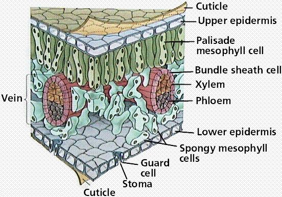 Leaf Cross Section: Upper epidermis is usually transparent allowing light through The cuticle is a waxy layer that prevents water loss (cacti have very thick cuticles) Palisade layer is the main