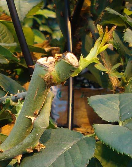 Bud break in cut-flower rose production Number of breaking buds affects yield: Number of flowering shoots Quality