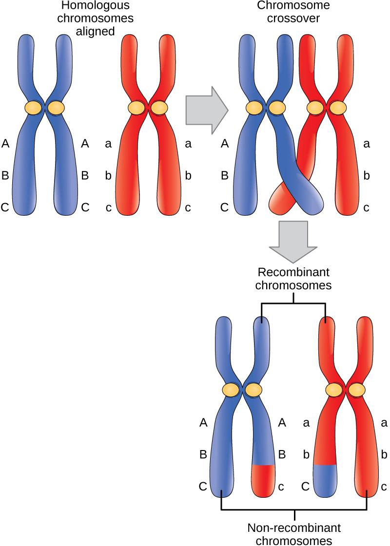 OpenStax-CNX module: m45466 3 Figure 1: In this illustration of the eects of crossing over, the blue chromosome came from the individual's father and the red chromosome came from the individual's