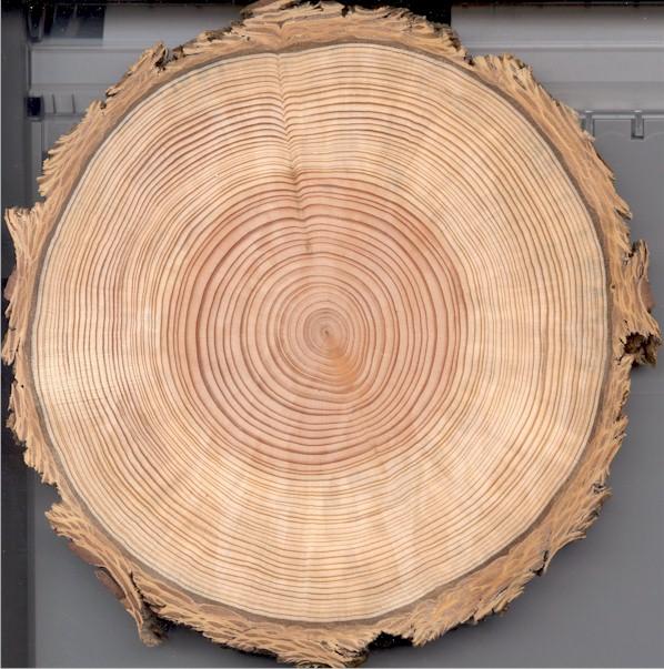 Other dating methods: dendrochronology! annual growth of trees produces concentric rings! dating back to 9000 years is possible! - rings need to be calibrated! against C-14 dates to yield!