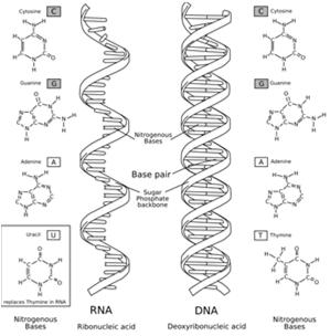 Nucleic Acids are the basis for the storage and transmission of hereditary information in all cells.