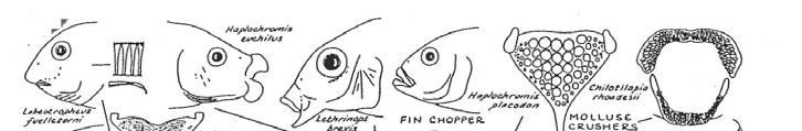 the cichlid fishes of the Great