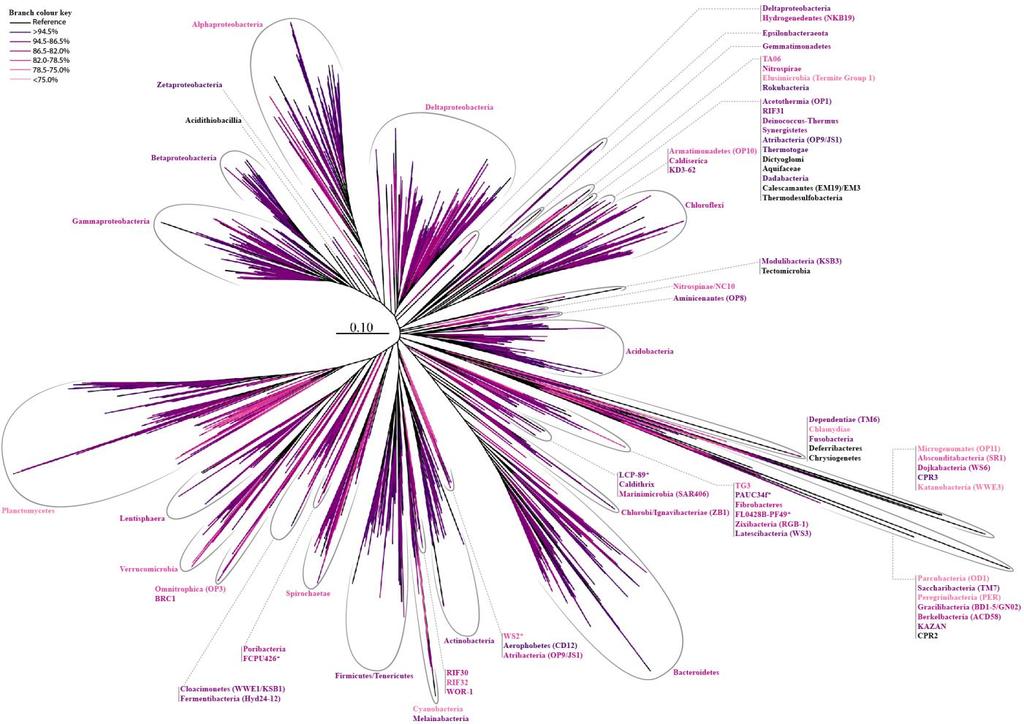 Supplementary Figure 4 Maximum-likelihood phylogenetic tree showing coverage of the domain Bacteria.