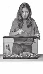 Water is a pure substance. 13. Identify Into what small particles does salt separate when it dissolves? 14. Apply Concepts What kind of mixture is the gravel at the bottom of the fish tank?