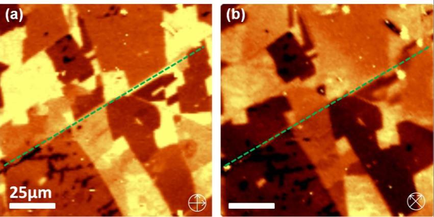Supplementary Figure 28 Cross-polarized optical microscopy images of C 8 -BTBT film on CVD graphene. The C 8 -BTBT is poly-crystalline with average domain size of tens of micrometers.