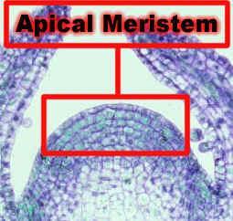 CHARACTERISTIC MERISTEM CELL 1. Small, thin-walled 2. Have a central large nucleus 3. dense cytoplasm 4. small vacuoles. 5.