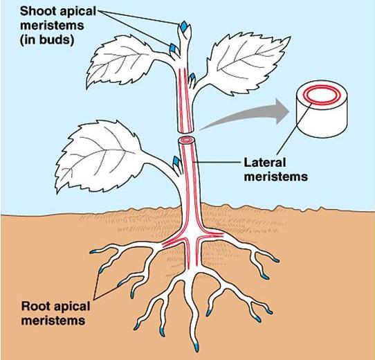 TYPES & DISTRIBUTION MERISTEM CELL i) Apical meristem Located in root tips and shoot buds Axillary