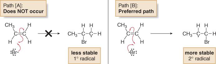 Note that in the first propagation step, the addition of Br to the double bond, there are two possible paths: 1.