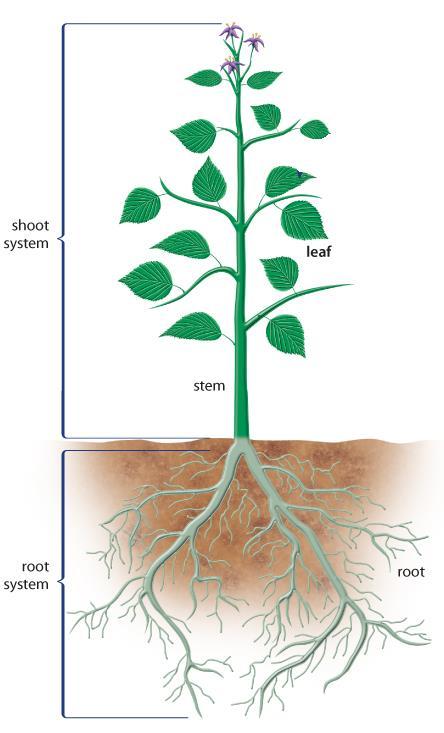 There are 3 Plant Organs: 1) Roots 2)Stems 3)Leaves Together they work to absorb