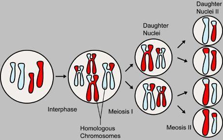 How many divisions does meiosis