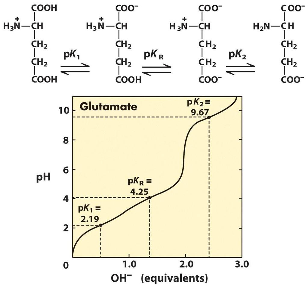 Titration curves of acidic a.a. Fully protonated Zwitterion Fully deprotonated +1 0-1 -2 Titration curve of glutamate is more complex, it has three stages corresponding to three possible ionization steps, thus have three pka.