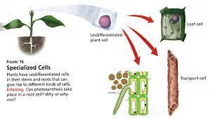 Example: plants have cells that can differentiate (become different) into leaf cells, root cells, and stem cells. They all look different and have different jobs.