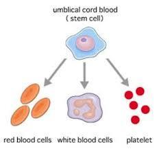 Stem Cells CN Cell Differentiation #69 Stem cells: certain cells in humans that can differentiate throughout life Stem cells in humans can provide new blood cells (red blood cells that carry oxygen,