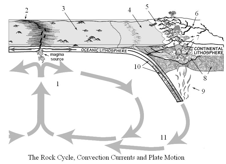 12. Describe and diagram the thermal processes driving the rock cycle (convection currents)? 1) What thermal process is occurring at location 1?
