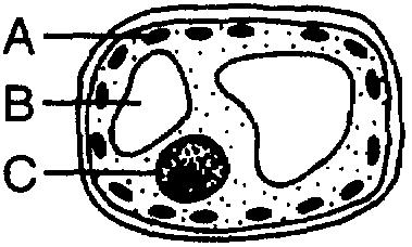 24. Base your answer to the following question on The diagram below represents a cell viewed using a compound light microscope. Select one of the lettered parts from the diagram.