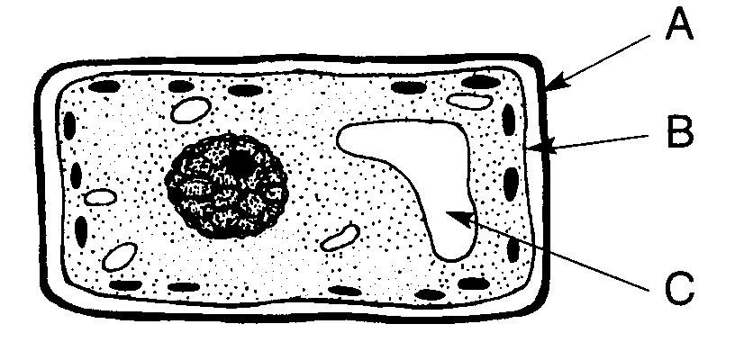 Base your answer to the following question on A plant cell is represented in the diagram below. Select one of the lettered structures.