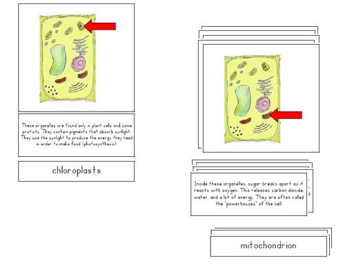 Directions for Plant Cell 3-Part Cards 1. Print out copy of 3 part cards and control cards Laminate for durability. Cut apart description and labels from 3 part cards. 2.