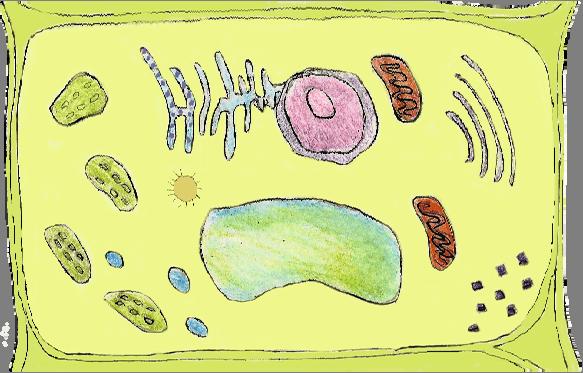 This is a jellylike material between the cell membrane and nucleus in which the organelles are located.