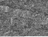 Scanning electron micrographs