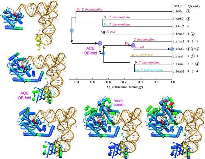 University of Illinois at Urbana-Champaign Luthey-Schulten Group Theoretical and Computational Biophysics Group Evolution of Biomolecular Structure Class II trna-synthetases and trna MultiSeq