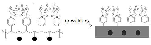 Chapter five Results and Disussion 5.2.4 Cross-linking and leaching of dichromate from the magnetic polymers Cross-linking For structural rigidity, EGDMA cross-linking monomer was used, Figure 5.75.