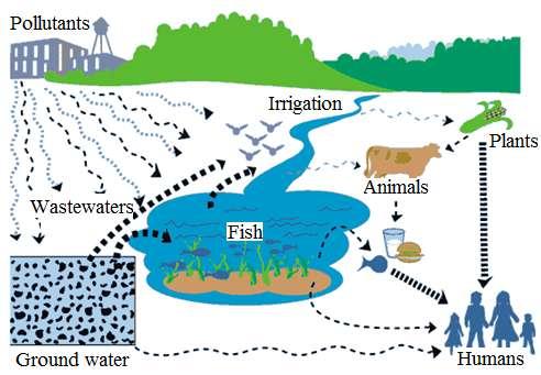 Chapter one Introduction These wastewaters containing heavy metals are directly or indirectly discharged into the environment (Fu and Wang, 2011), killing aquatic life.