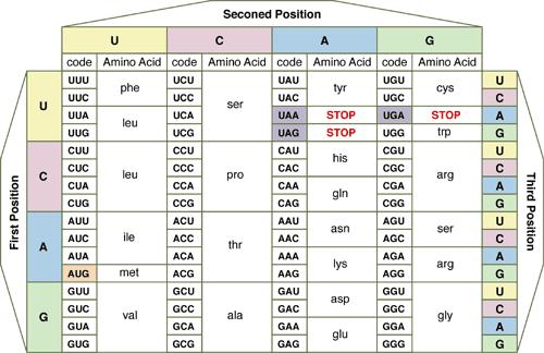 Factors Affecting Amino Acid Replacements Each amino acid is coded by a triplet codon Each codon can undergo 9 possible single-base substitutions So in theory, point mutations in the 61 sense codons