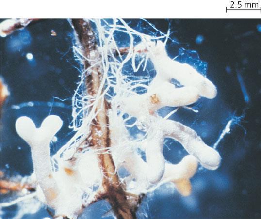 Mycorrhizae Mycorrhizae