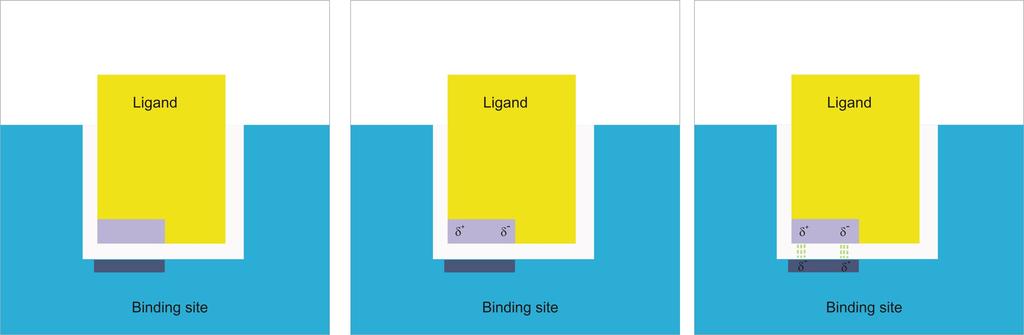 Interm olecular bonding forces Hydrophobic regions of ligand and target