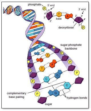 Nucleic Acid: DNA Nitrogenous bases: A, T, C,