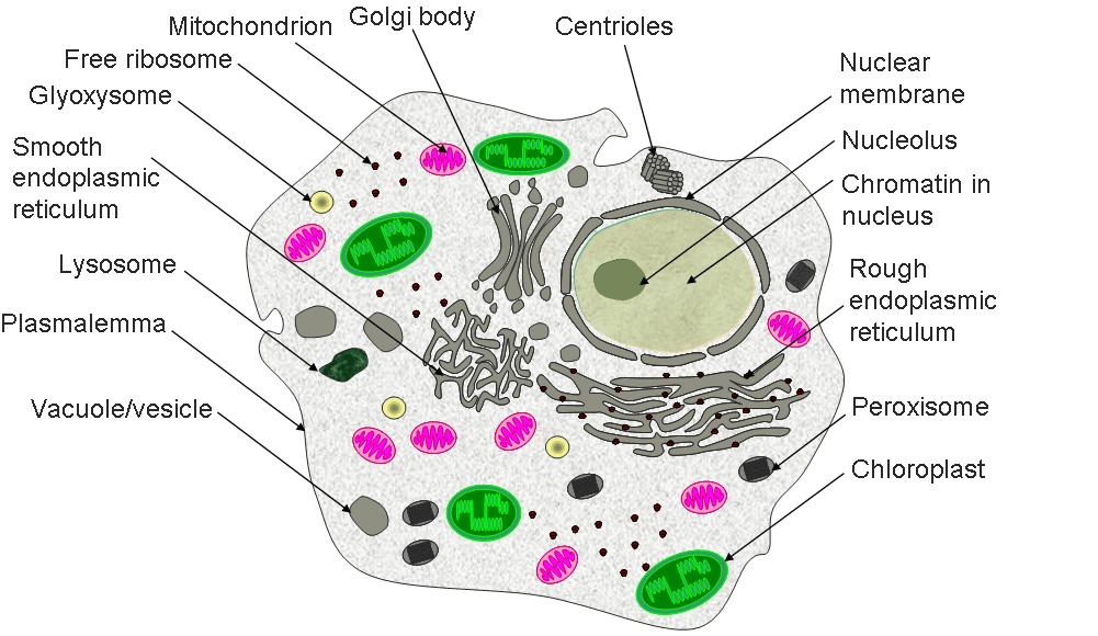 Prokaryotic cell vs.