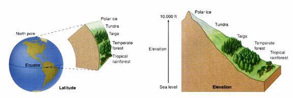 If you are a plant, where you end up on the planet is determined by: 1) latitude (colder at high