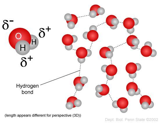 After many hydrogen bonds are formed, you have a