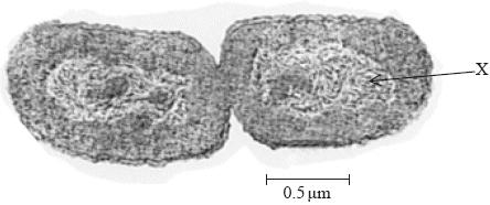 6. Below is a micrograph of an E. coli bacterium undergoing reproduction. The scale bar represents 0.5 μm. How long are both cells in total?