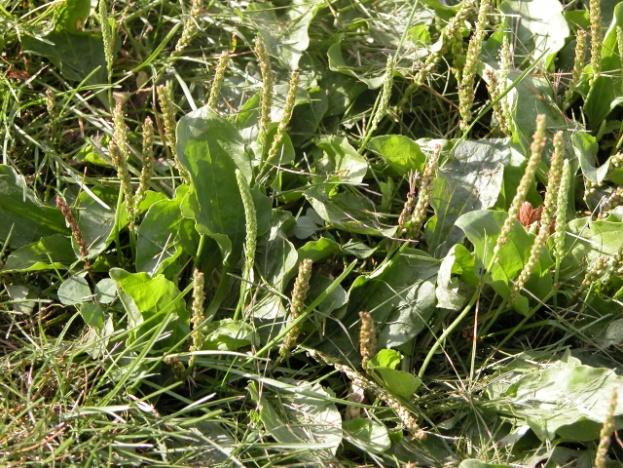 , Dandelion, broadleaf plantain Creeping: can reproduce by buds,