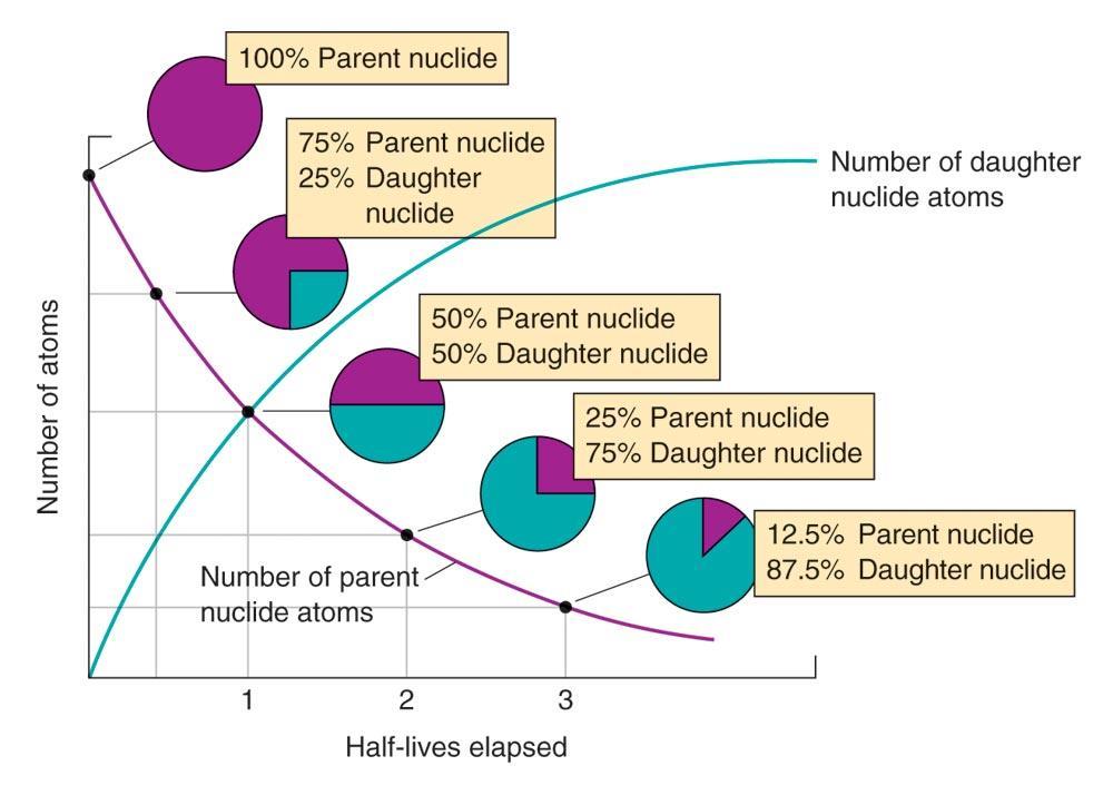 Half-Life and Radiometric Dating As the parent nuclide decays the proportion of