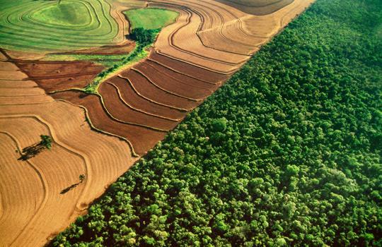 Tropical Rainforest Human impact logging and agriculture.