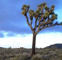 Types of Terrestrial Biomes Desert - <10 inches of precipitation/year, harsh environment,