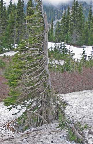 Mountaintop plants must survive very dry conditions (water runs off mountaintops quickly, the soil may have little ability to hold water, and the air may be dry with a