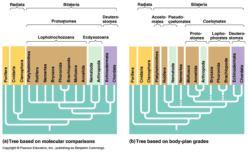 Molecular comparisons vs. body plans = = Which species are the closest living relatives of modern humans?