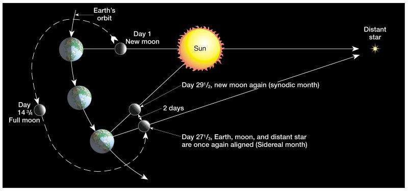 23 Lunar motions Earth-Moon Synodic month Cycle of the phases Takes 29 1/2 days Sidereal month True period of the Moon's revolution around Earth Takes