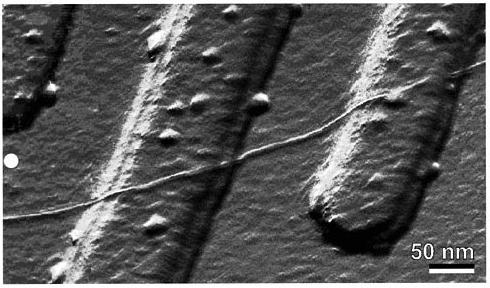 (a) An AFM tapping mode image of a carbon nanotube on top of a Si/SiO2 substrate with two 15 nm thick Pt electrodes.